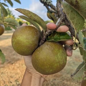 pomme court pendu gris du limousin