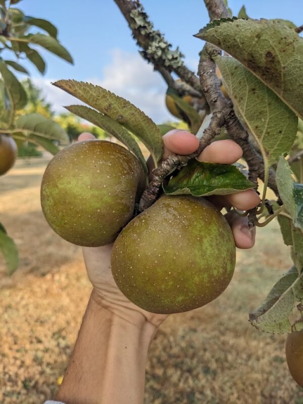 pomme court pendu gris du limousin