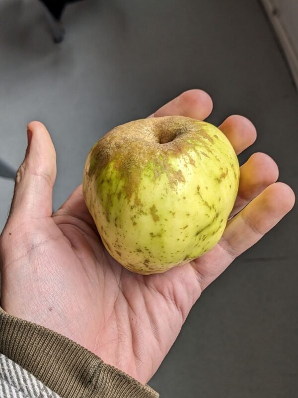 Pomme bonde de barrique