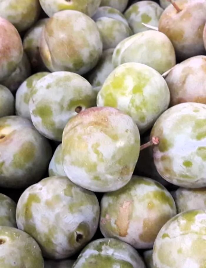 Prunier 'Reine-Claude d'Oullins'