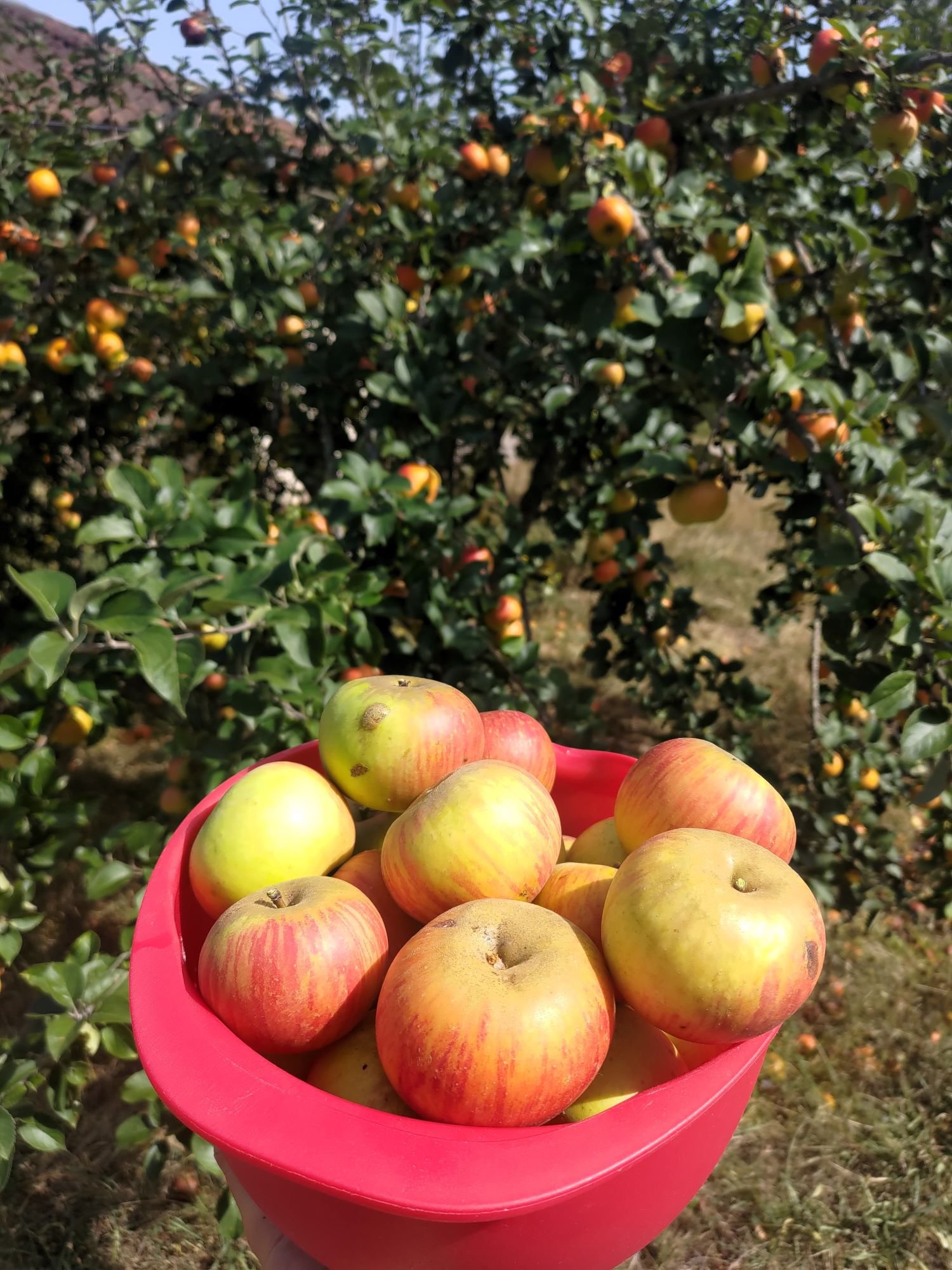 Pépinière fruitière dordogne gironde