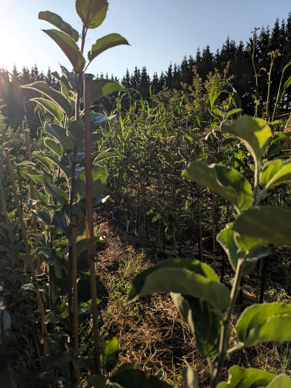 pépinière de peymilou arbres fruitiers