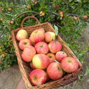 pommier pomme gala