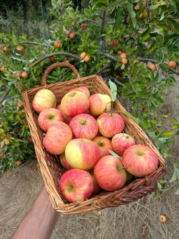 pommier pomme gala