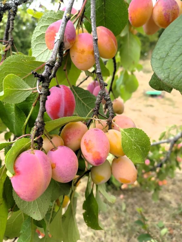 pépinière fruitière dordogne gironde arbres fruitiers