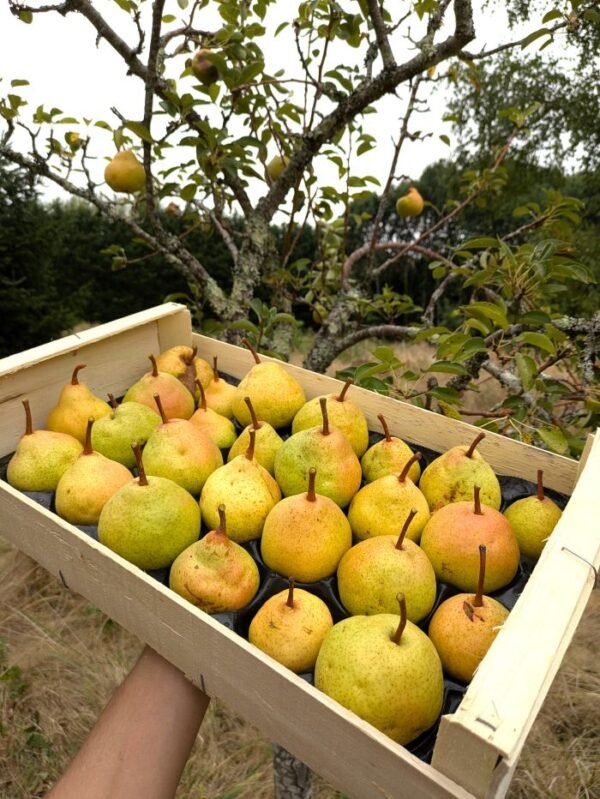 Poire williams petit poirier poire williams