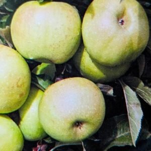Pommier reinette verte acheter