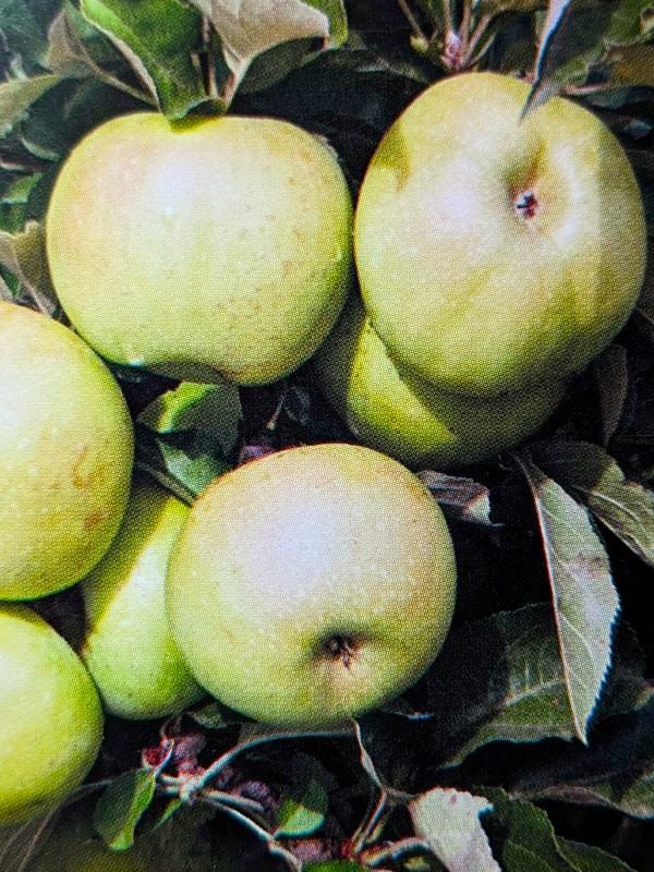 Pommier reinette verte acheter