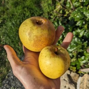 Acheter pommier sainte germaine de l'estre en ligne perigord gironde