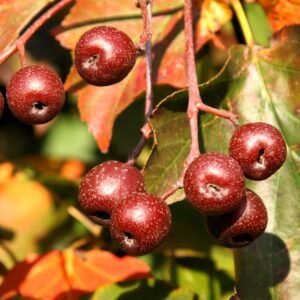 Alisier torminal sorbus tormunalis