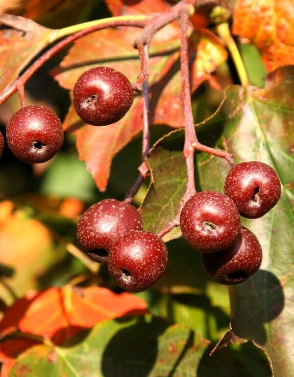 Alisier torminal sorbus tormunalis