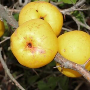 cognassier du japon fruit