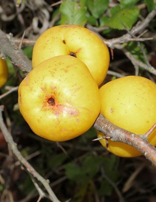 cognassier du japon fruit