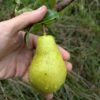 poire beurré lebrun 3 poirier beurré lebrun pépinière bergerac