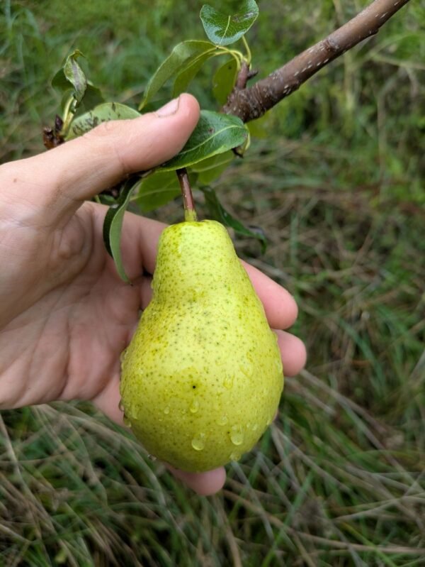 poire beurré lebrun 3 poirier beurré lebrun pépinière bergerac