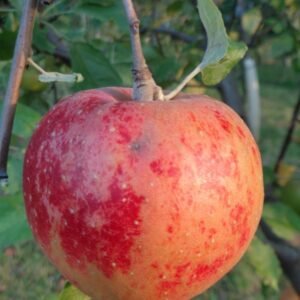 pommier belle de boskoop rouge acheter dordogne