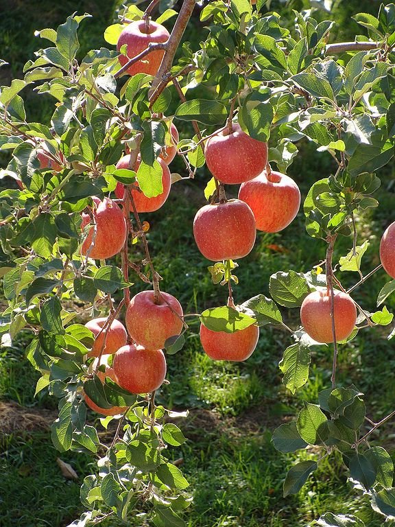 pommier fuji acheter en ligne dordogne gironde