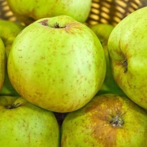 Pommier reinette grise du canada dordogne acheter