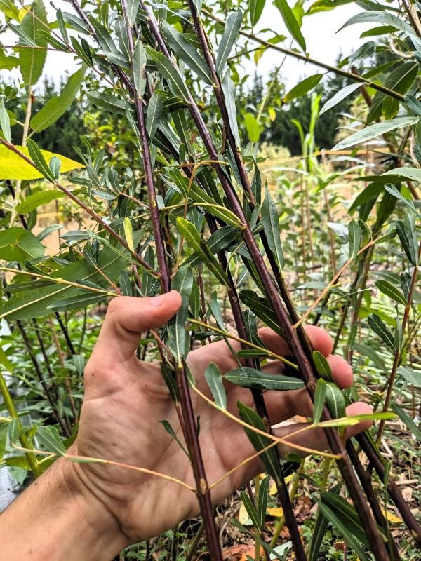 saule pourpre richartii saule des vannniers salix purpurea richartii