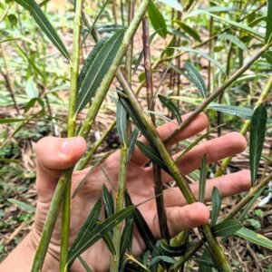 saule purpurea daphnoides salix acheter dordogne