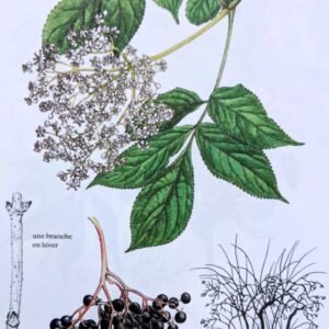 sureau noir comestible sambucus nigra dordogne gironde