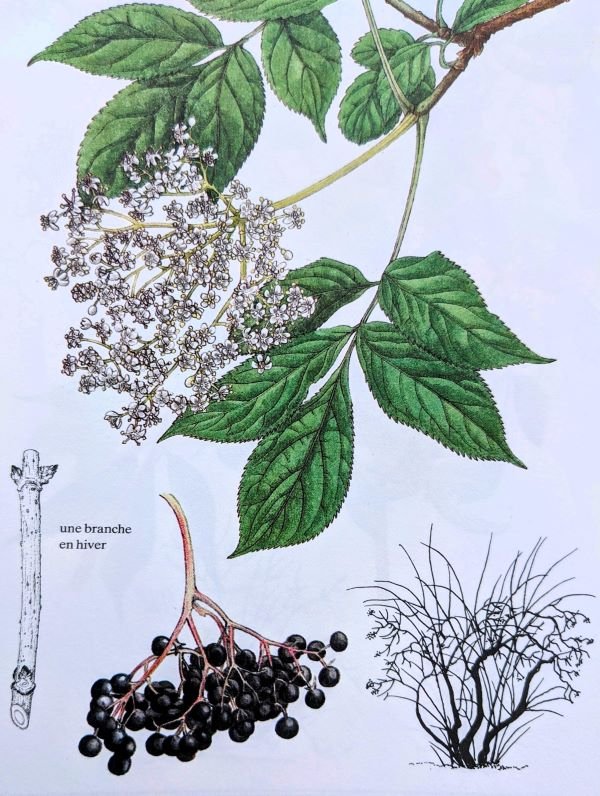 sureau noir comestible sambucus nigra dordogne gironde