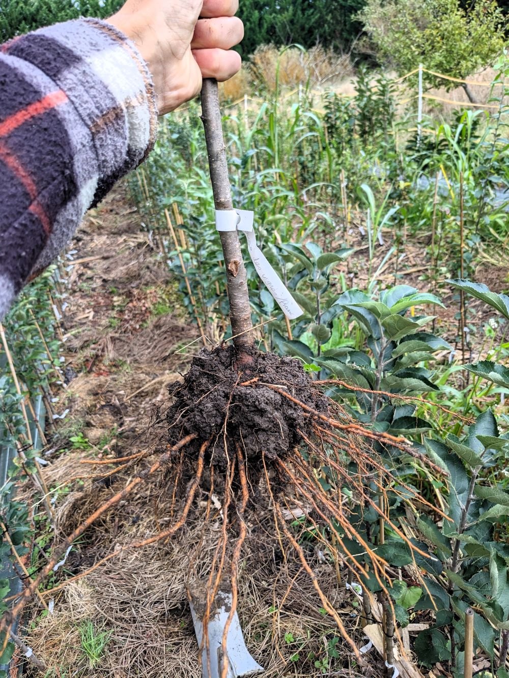 Comment planter un arbre fruitier ?