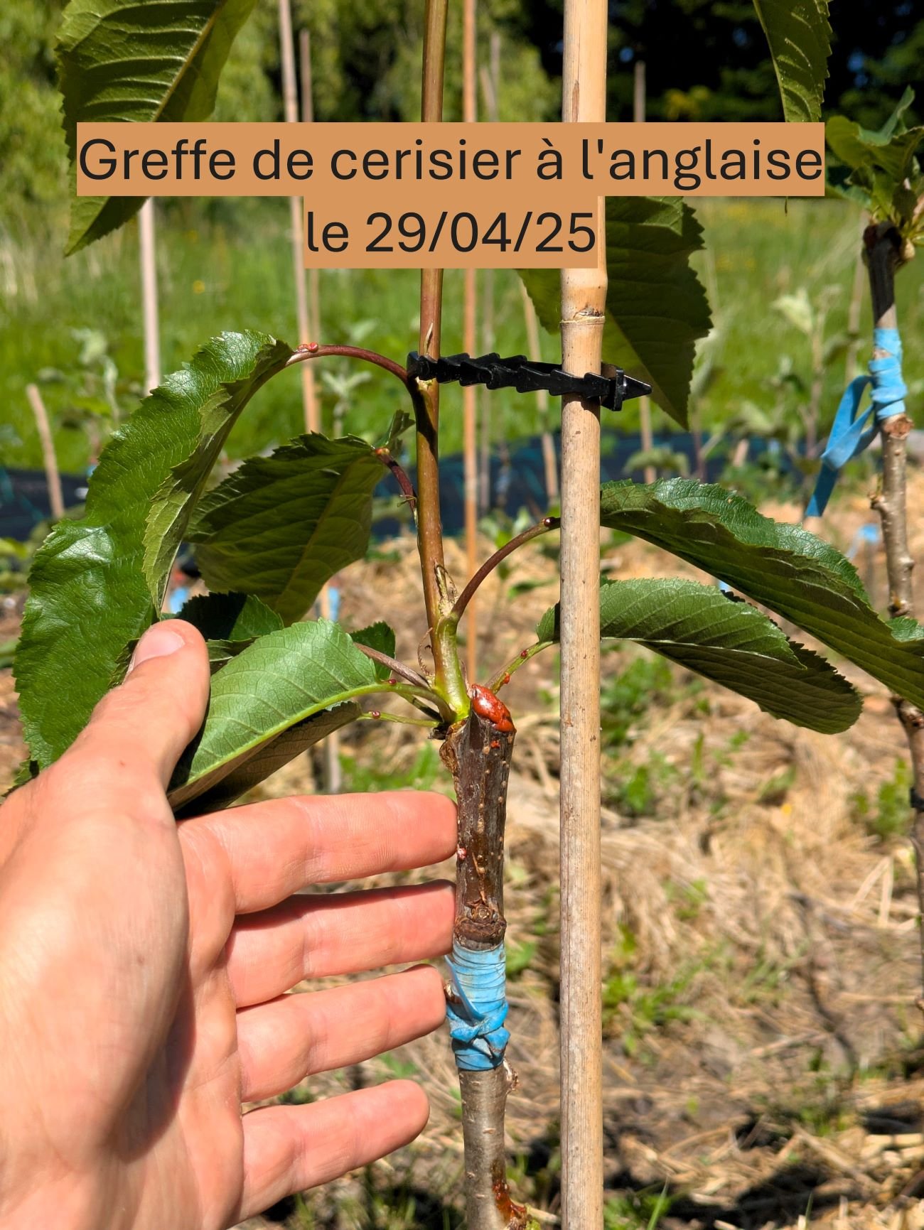 greffe de cerisier à l'anglaise