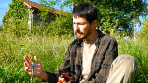 la greffe sauvage, poirier sur aubépine