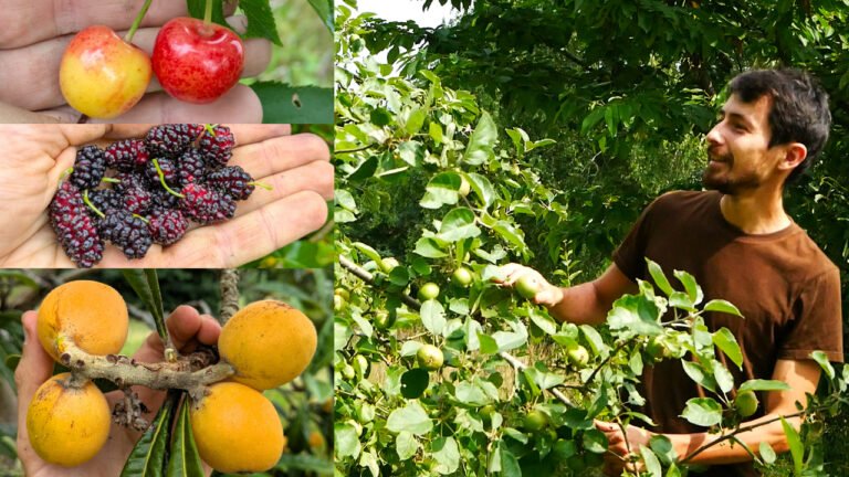 Les arbres fruitiers en juin à la pépinière
