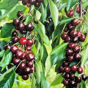 Cerisier bigarreau précoce, de mai