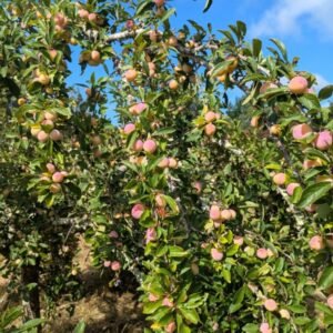 prunier mirabelle de nancy