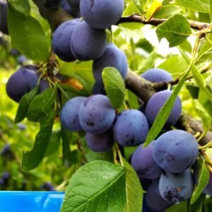 Prune Datil