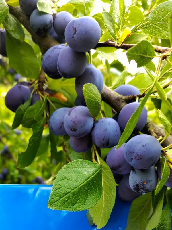 Prune Datil