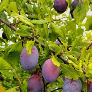 Prune grand prize