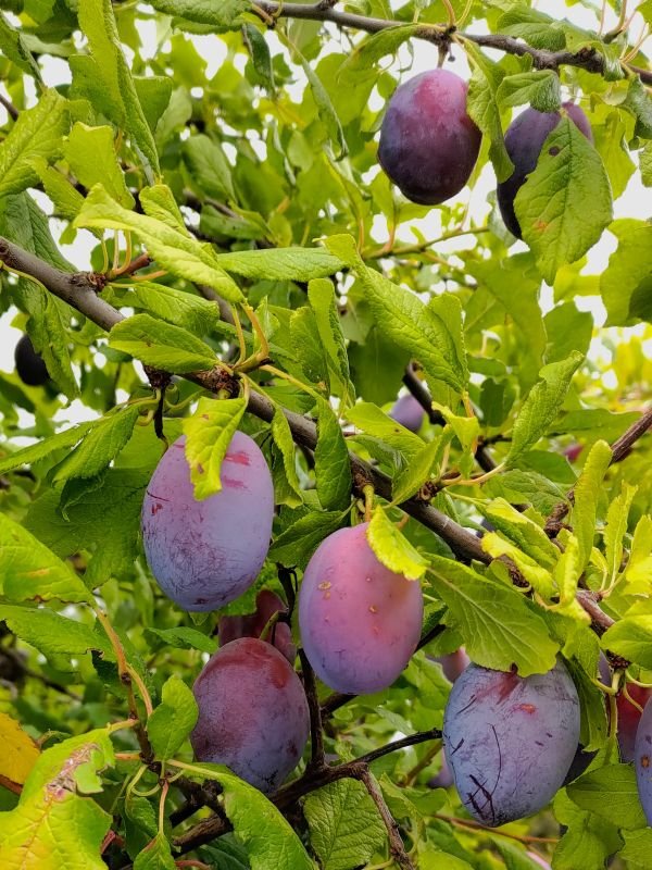 Prune grand prize