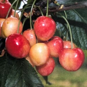 pépinière cerisier blancale précoce