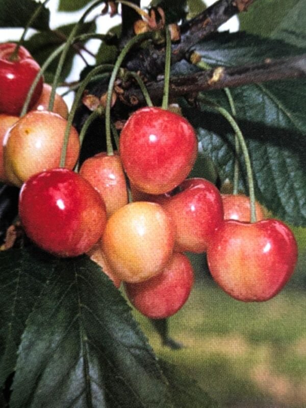pépinière cerisier blancale précoce