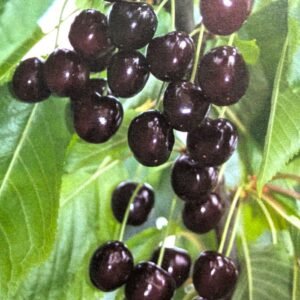 cerisier guigne mourette amourette