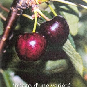Cerisier guin guigne rustique