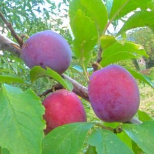Prune Anna Spath