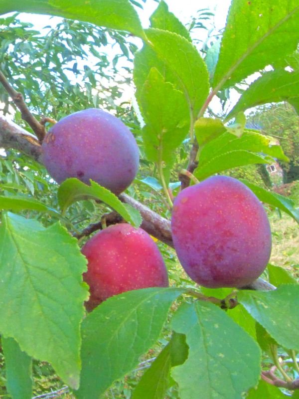 Prune Anna Spath