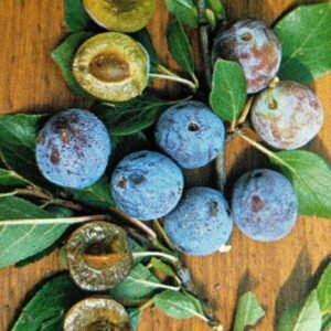 prune rustique chirquity pépinière