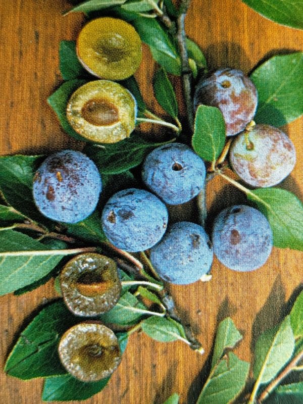 prune rustique chirquity pépinière