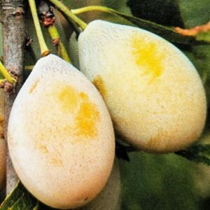 prunier goutte d'or pépinière dordogne