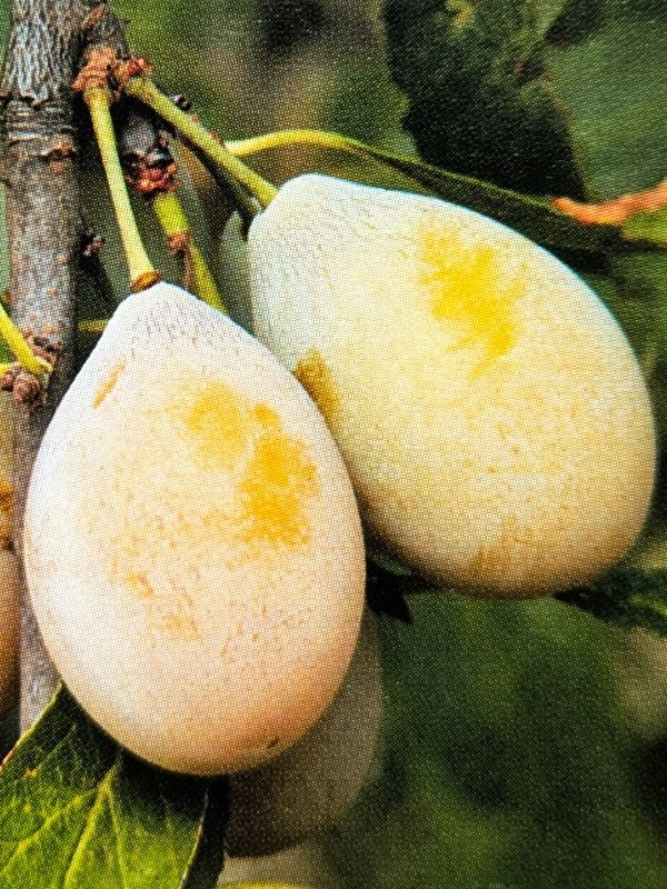 prunier goutte d'or pépinière dordogne