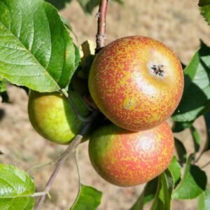 Pommier redondelle blandureau variété ancienne