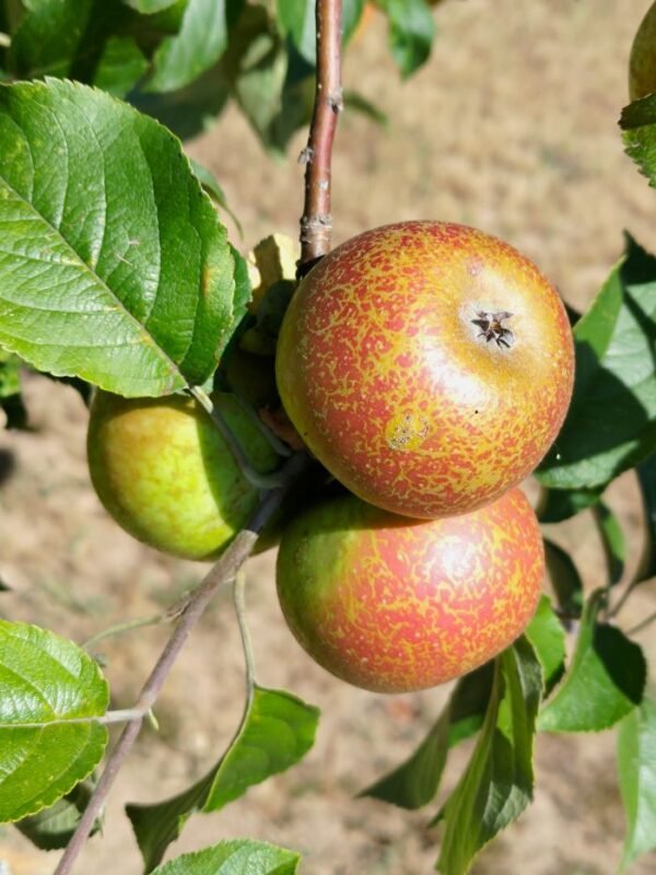Pommier redondelle blandureau variété ancienne