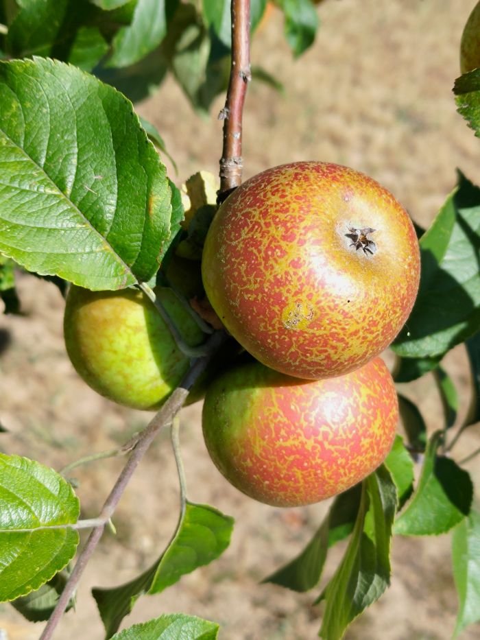 Pommier 'Redondelle', 'Blandureau'