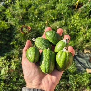 Feijoa sellowiana goyaver du brésil